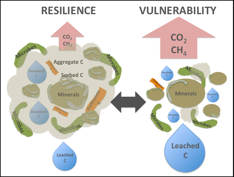 Figure: Soil carbon (C) resilience is promoted by the stabilization of carbon in its mineral-associated, sorbed, particulate, and dissolved forms and microbes in complex soil aggregates. Vulnerability increases when intrinsic soil properties, environmental conditions, and perturbations reduce the amounts of stable aggregates, soil microbes, particulate C, and mineral-associated and sorbed C, leading to greater proportions of leached C and greenhouse gas emissions (carbon dioxide and methane).