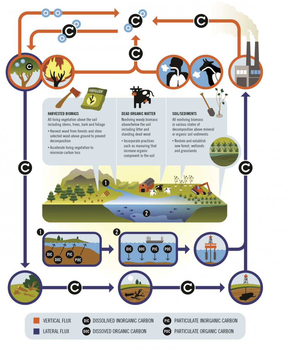 Carbon Cycle diagram